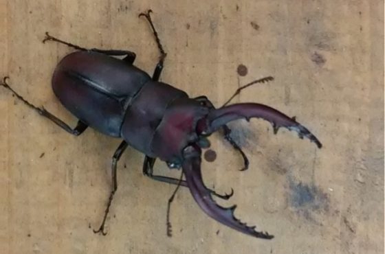 七月の工房風景